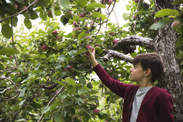Young boy reaching up to pick a ripe apple off of an apple tree. - CAVF66941