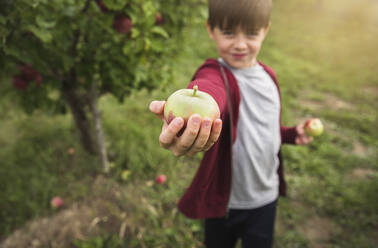 Junge hält einen frisch gepflückten Apfel auf dem ausgestreckten Arm neben einem Apfelbaum. - CAVF66945