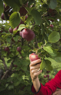 Nahaufnahme einer Kinderhand, die einen roten Apfel von einem Apfelbaum pflückt. - CAVF66946