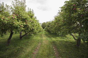 Blick in die Mitte zweier Reihen von Apfelbäumen in einer Obstplantage. - CAVF66948