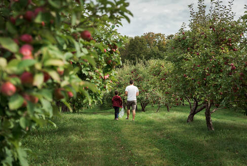 Vater und Sohn gehen im Herbst gemeinsam durch eine Apfelplantage. - CAVF66949