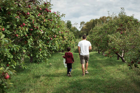 Vater und Sohn gehen im Herbst gemeinsam durch eine Apfelplantage. - CAVF66950