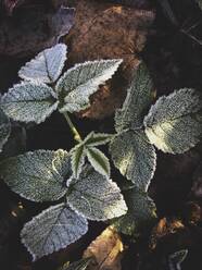 Freezed leafs in the dawn winter season. - CAVF66951