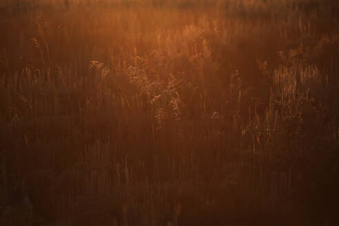 Eine Wiese mit Gräsern bei Sonnenuntergang. - CAVF66971