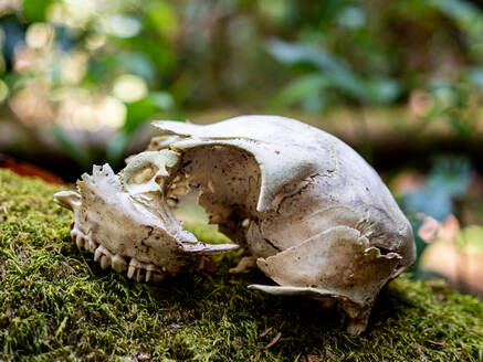 Tierschädel auf moosbewachsenem Baumstamm im Wald - CAVF67073