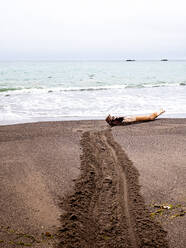 Treibholz, das über den Sand an den Rand des Ozeans geschleppt wird - CAVF67079