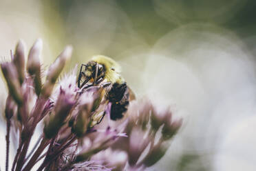 Nahaufnahme einer Honigbiene beim Fressen von Blumen im Park - CAVF67152