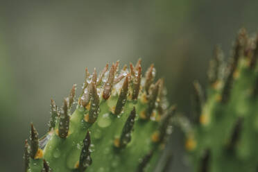 Close-up of wet cactus - CAVF67155