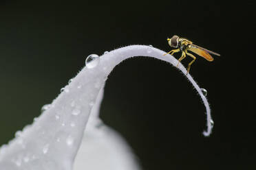 Close-up of honey bee on wet flower - CAVF67157
