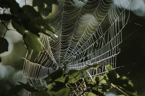 Nahaufnahme eines Spinnennetzes auf einem Baum im Wald - CAVF67158