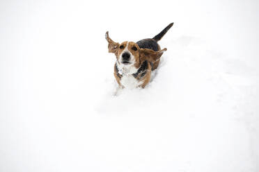 Hochwinkliges Porträt eines Hundes, der in einem schneebedeckten Feld spielt - CAVF67166