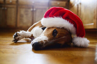 Porträt eines Hundes mit Weihnachtsmannmütze, der zu Hause auf dem Boden liegt - CAVF67167