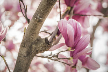 Nahaufnahme von Tulpenblüten am Baum - CAVF67249