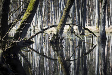 Bäume spiegeln sich im Wasser eines Sumpfes in der Nähe von Berlin, Deutschland. - CAVF67263