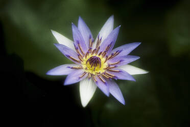 Blaue Ägyptische Seerose im Botanischen Garten in Berlin, Deutschland. - CAVF67266