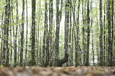 Frisches Laub an einer Buche im Bayerischen Wald, Deutschland - CAVF67269