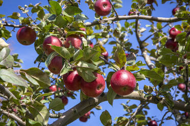 Äpfel in einer Obstplantage in Quechee, Vermont, im Herbst. - CAVF67368