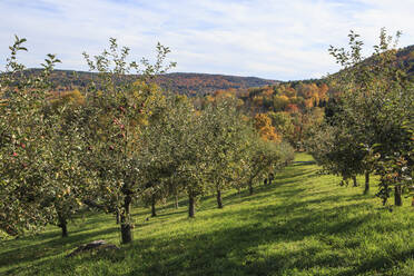 Apfelbäume stehen in einem Obstgarten in Quechee, Vermont. - CAVF67369