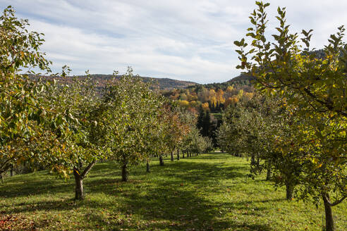 Apfelbäume stehen in einem Obstgarten in Quechee, Vermont. - CAVF67370