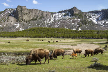 Amerikanische Bisons grasen in den Bergen des Yellowstone-Nationalparks - CAVF67419