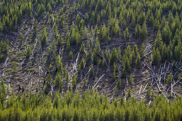 Hohe Winkelansicht von Bäumen im Wald im Yellowstone National Park - CAVF67422