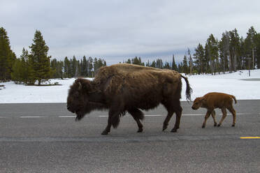 Seitenansicht eines amerikanischen Bisons und eines Kalbs, die im Winter auf einer Straße im Yellowstone National Park laufen - CAVF67430