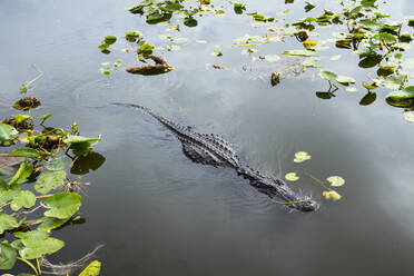 Alligator im Teich im Everglades National Park - CAVF67438