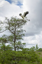 Niedrigen Winkel Ansicht von Storch fliegen über Baum gegen bewölkten Himmel - CAVF67439