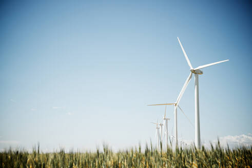 Windmühlen auf einem Feld vor blauem Himmel - CAVF67455