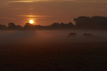 Weidende Kühe auf einer Wiese gegen den Himmel bei Sonnenaufgang - CAVF67468