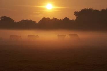 Kühe grasen bei Sonnenaufgang auf der Weide - CAVF67469