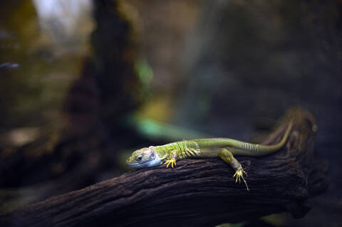 Gecko auf Ast, lizenzfreies Stockfoto