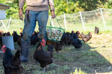 Farmer is collecting free range organic chicken eggs - CAVF67588