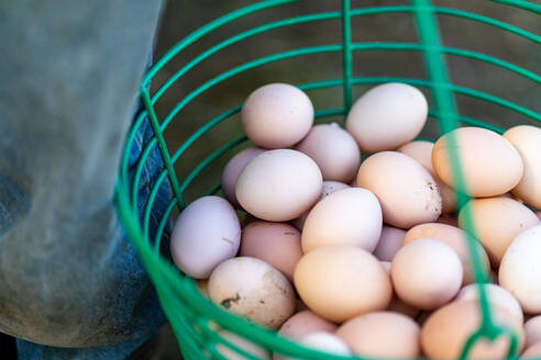 Landwirt hält Bio-Hühnereier aus Freilandhaltung - CAVF67589