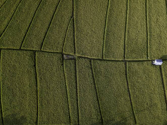 Aerial view of rice fields - CAVF67620