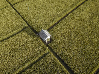 Luftaufnahme von Reisfeldern - CAVF67623