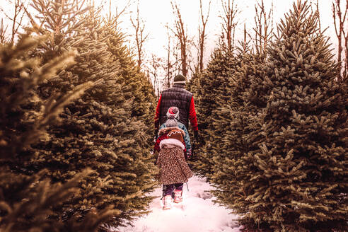 Kinder auf der Suche nach dem perfekten Weihnachtsbaum mit ihrem Vater - CAVF67644