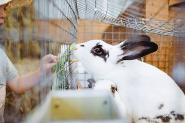 Cropped image of girl feeding rabbit in cage - CAVF67698