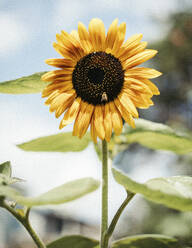Nahaufnahme einer Honigbiene auf einer Sonnenblume - CAVF67789