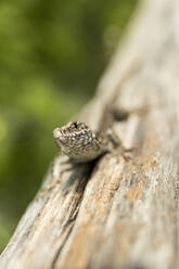 High angle view of lizard on wood - CAVF67837