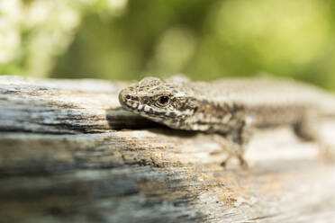 Close-up of lizard on wood - CAVF67838
