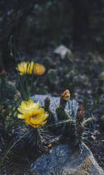 Hohe Winkel Ansicht von gelben Kaktus Blume wächst durch Felsen - CAVF67846