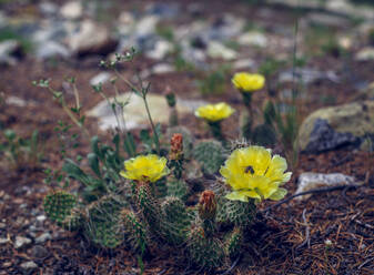 Hohe Winkelansicht einer Honigbiene, die eine gelbe Kaktusblüte bestäubt - CAVF67847