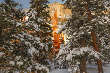 Felsformationen im Bryce Canyon National Park durch schneebedeckte Bäume gesehen - CAVF67875