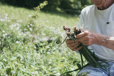 Ausgeschnittenes Bild eines älteren Mannes, der auf einem Feld Frühlingszwiebeln erntet - CAVF67906