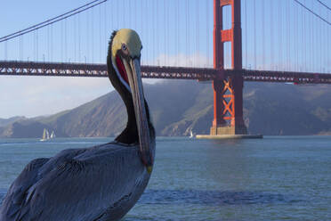 Peruanischer Pelikan vor der Golden Gate Bridge - CAVF67921