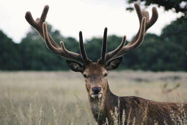 Portrait of stag in farm against sky during sunset - CAVF67923