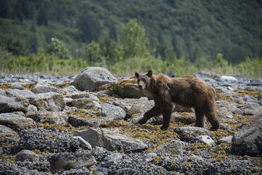 Bär auf Felsen im Glacier Bay National Park - CAVF67925