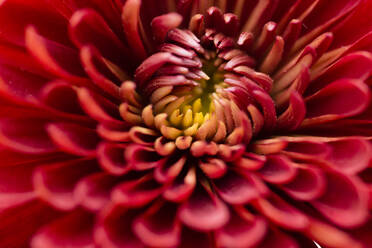 Close-up of chrysanthemum - CAVF67966