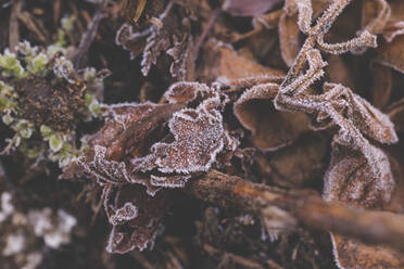 High angle view of frozen leaves on field - CAVF67971